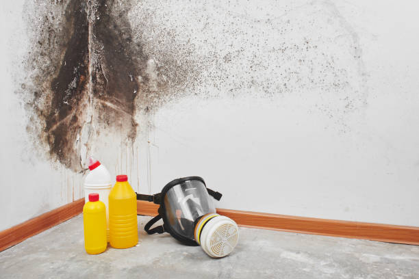 Best Local Mold Removal Service  in Winchester, NV