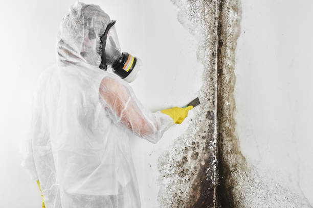 Mold Testing and Removal in Winchester, NV