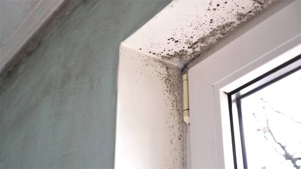 Best Toxic Mold Removal  in Winchester, NV