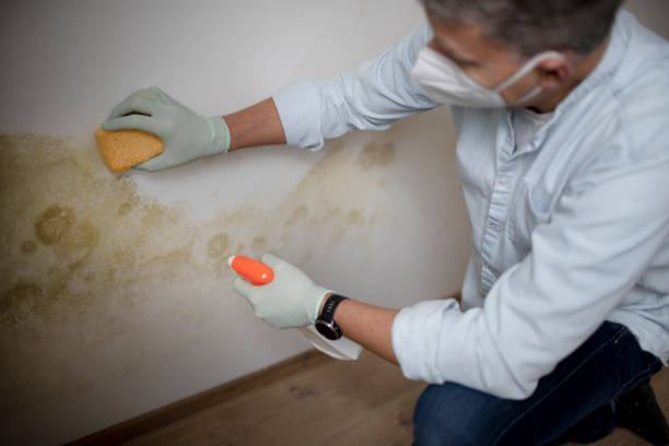 Best Mold Damage Repair  in Winchester, NV