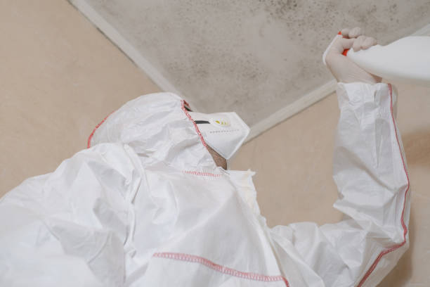 Best Local Mold Removal Service  in Winchester, NV