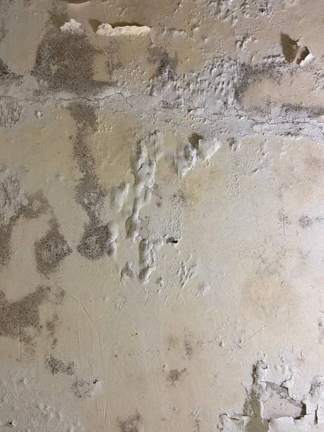 Best Mold Inspection  in Winchester, NV