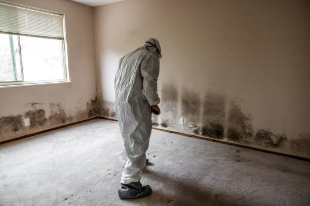 Best Attic Mold Removal  in Winchester, NV