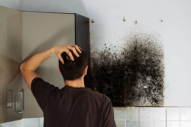 Trusted Winchester, NV Mold Removal Experts