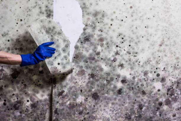 Best Same-Day Mold Removal  in Winchester, NV