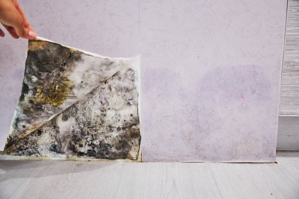 Best Professional Mold Removal  in Winchester, NV